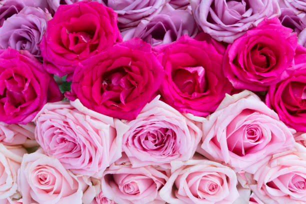 istock Violet and pink blooming roses 877776906