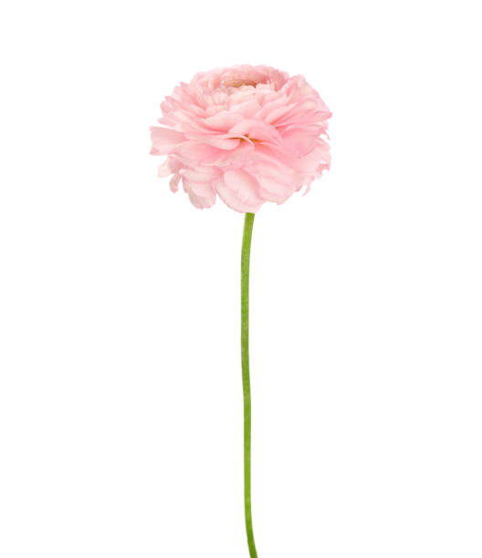 istock Ranunculus of light coral color isolated on white background. 877777708