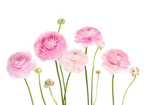 Light pink flowers (Ranunculus) isolated on white background. Light pink flowers (Ranunculus) isolated on white background. buttercup family stock pictures, royalty-free photos & images
