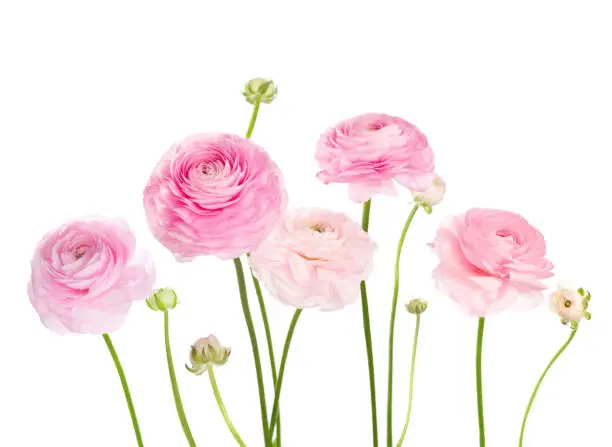Light pink flowers (Ranunculus) isolated on white background.