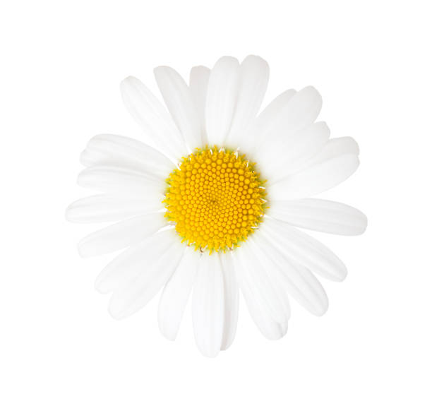 istock Close-up of Chamomile (Ox-Eye Daisy ) isolated on white background. 877785352