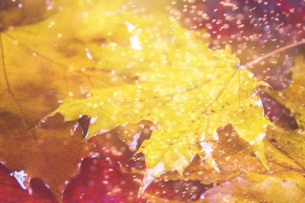 istock Yellow and orange autumn background with maple leaves. 877785670
