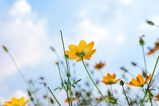istock Yellow cosmos flowers with blue sky and cloud background. 877791270
