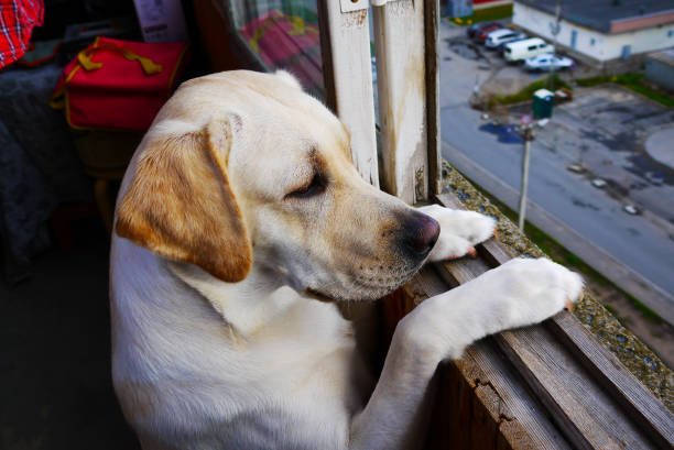istock Dog labrador look out the window 877791368