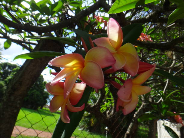 plumeria rubra tricolor - pink, weiß und gelb - knobbly stock-fotos und bilder