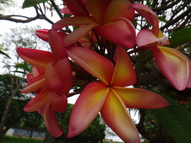 plumeria rubra tricolore - rose, blanc et jaune - knobbly photos et images de collection