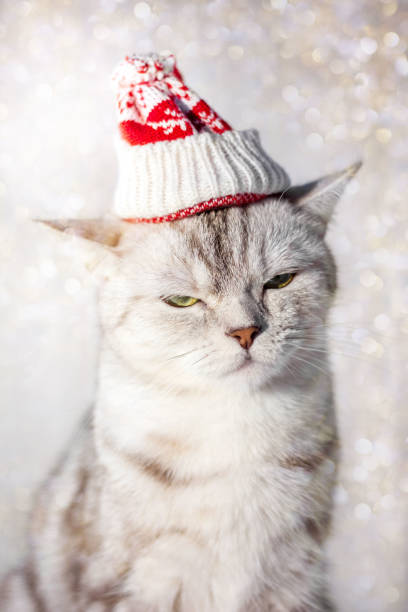 istock Christmas cat with funny santa hat on head. 877800378