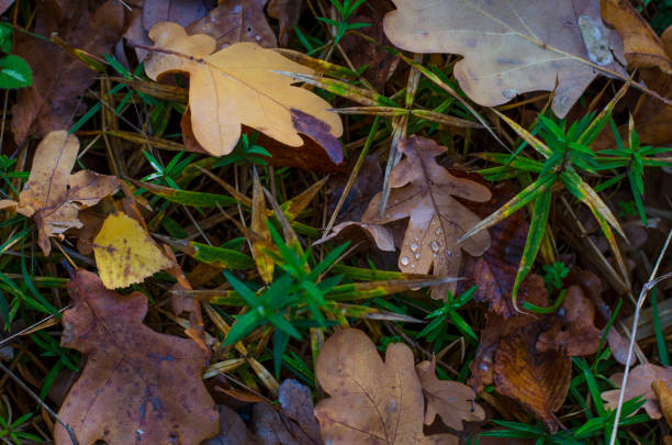 istock Fallen yellow leaves on autumn grass 877803178