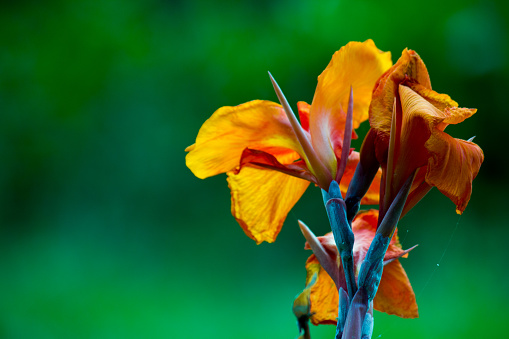 Canna Lily, Conifer Cone, Flower, Gardening, Italy, Lifestyles, No People, Panicle, Perennial, Photography, Rhizomatous, South America, Summer, Tata Indica, Vertical