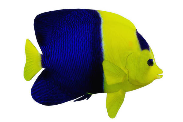 Bicolor Angelfish The Bicolor Angelfish is a saltwater species reef fish in tropical regions of major oceans. clarion angelfish photos stock pictures, royalty-free photos & images
