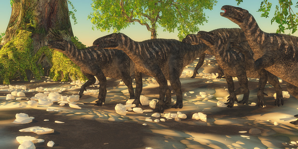 Iguanodon herbivorous dinosaurs lived during the Cretaceous Period of Europe and walked with a herd of animals.