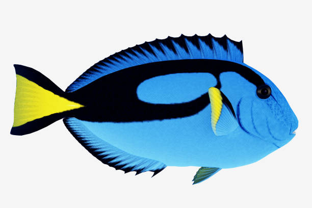 Blue Tang Fish The Blue Tang Fish is a saltwater species reef fish in tropical regions of Indo-Pacific oceans and eat plankton and algae. abudefduf vaigiensis stock pictures, royalty-free photos & images