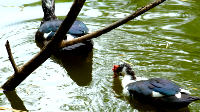Ducks Feeding In The Pond
