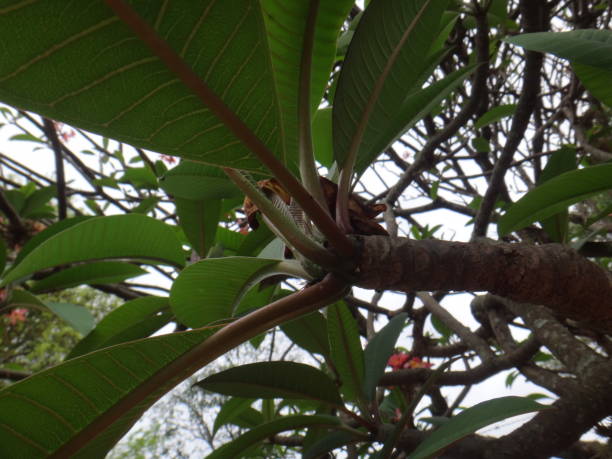 plumeria rubra tricolore - rose, blanc et jaune - knobbly photos et images de collection