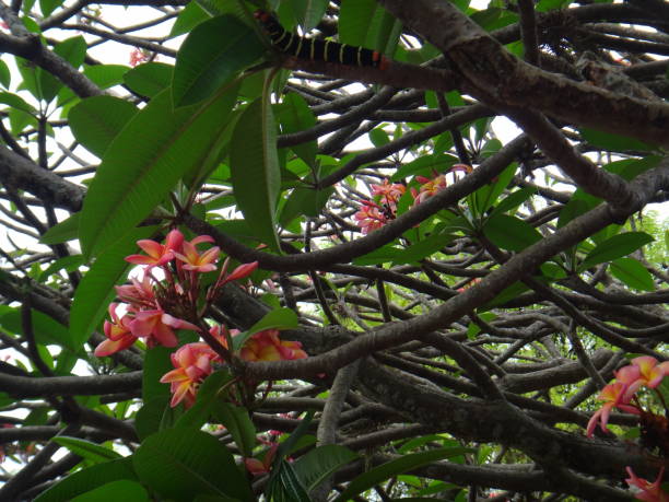 plumeria rubra tricolor - pink, weiß und gelb - knobbly stock-fotos und bilder