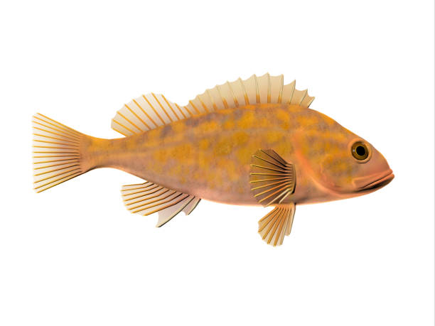Canary Rockfish Canary Rockfish spend most of the time among rocky crevices and boulders in the Pacific ocean and eat krill and small fishes. clarion angelfish photos stock pictures, royalty-free photos & images