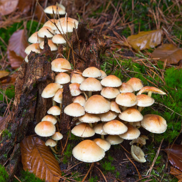 paddenstoelen in een herfstbos