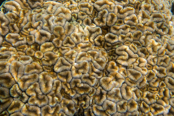 istock Macro photo of coral polyps 877822606