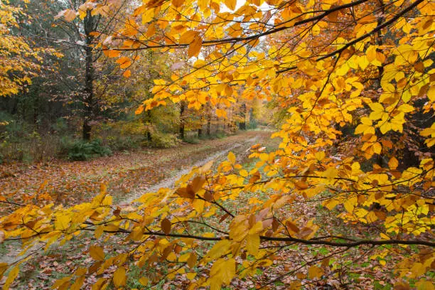 herfstbladeren langs een bospad