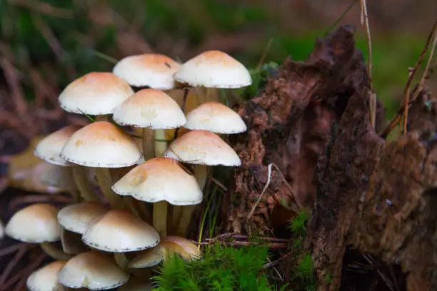 paddenstoelen in een herfstbos