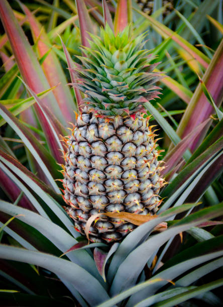 istock Pineapple fruit in farm, Sriracha, Chonburi, Thailand 877823152