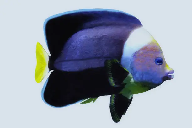 Photo of Black Velvet Angelfish