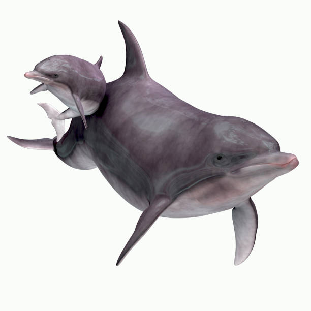 istock Bottlenose Dolphin Mother and Baby 877825820