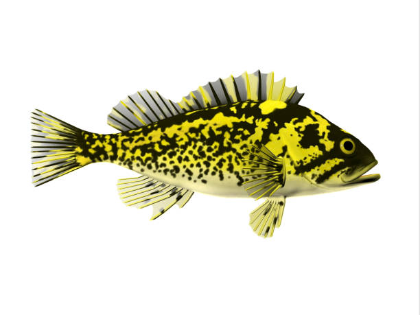Black and Yellow Rochfish Rockfish spend most of the time among rocky crevices and boulders in the Pacific ocean and eat crustaceans. clarion angelfish photos stock pictures, royalty-free photos & images