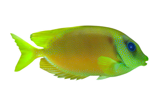Lemonpeel Angelfish The Lemonpeel Angelfish is a saltwater species reef fish in tropical regions of Indo-Pacific oceans. clarion angelfish photos stock pictures, royalty-free photos & images