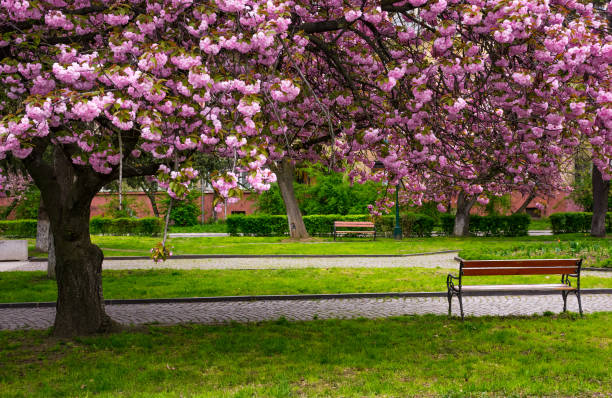 istock cherry blossom above the benches in the park 877829144