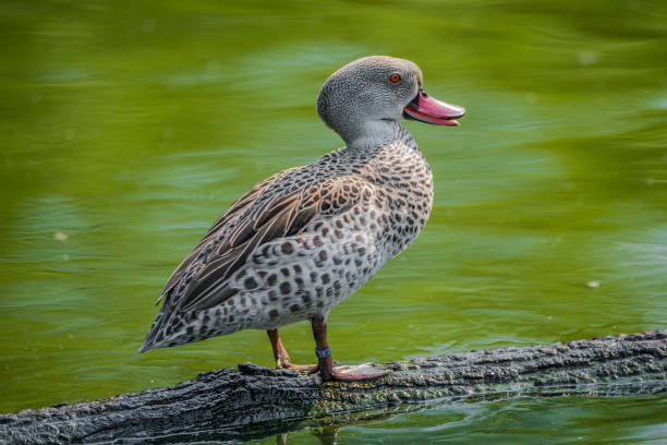 istock Behavior of wild African ducks at a small lake 877829188