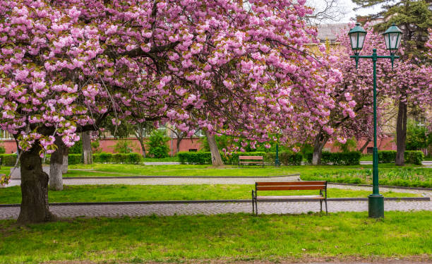 istock cherry blossom above the benches in the park 877829196