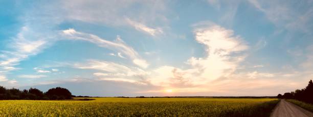 istock Horse tail skies and canola field 877829474