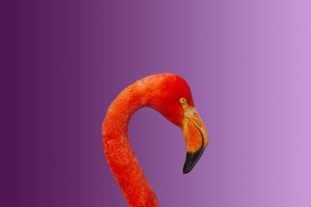 istock Rosy Chilean flamingo at smooth gradient background 877829806