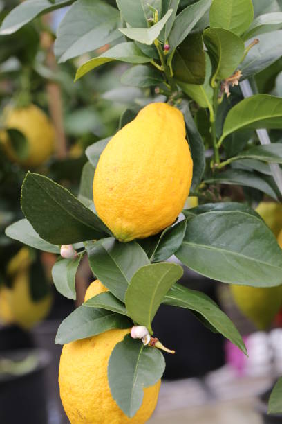 istock lemon plant with yellow ripe fruits 877830366