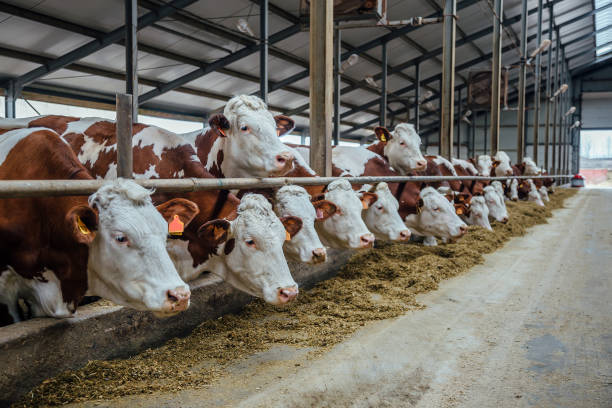 dairy cows in a free livestock stall - livestock market imagens e fotografias de stock