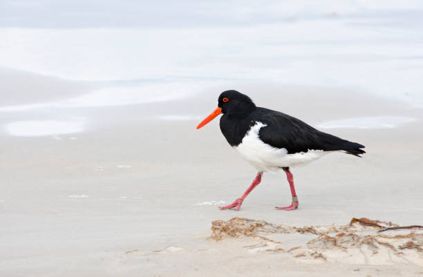istock Pied oystercatcher bird 877842838