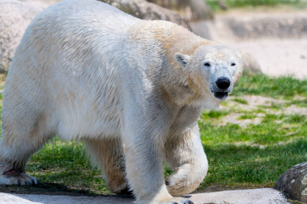 istock Big white icebear on a green background 877842860