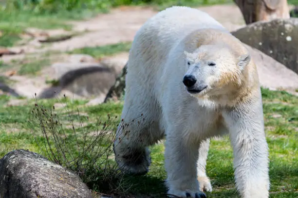 Big white icebear on green background