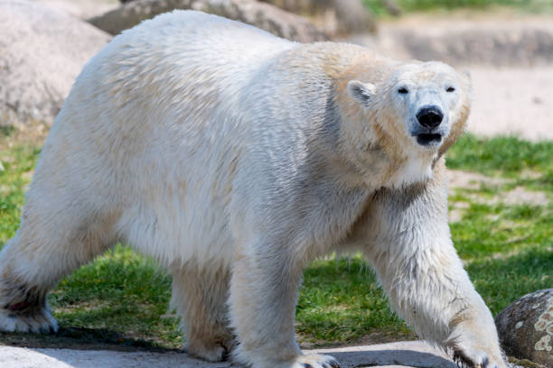 istock Big white icebear on a green background 877842958
