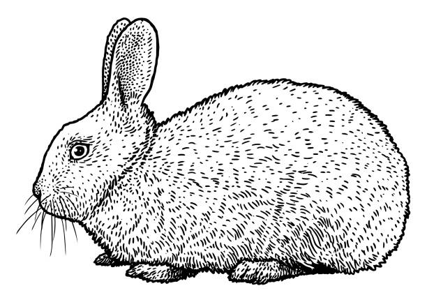 Eching Rabbits 250+ Rabbit Etching Stock Photos, Pictures & Royalty-Free Images - iStock