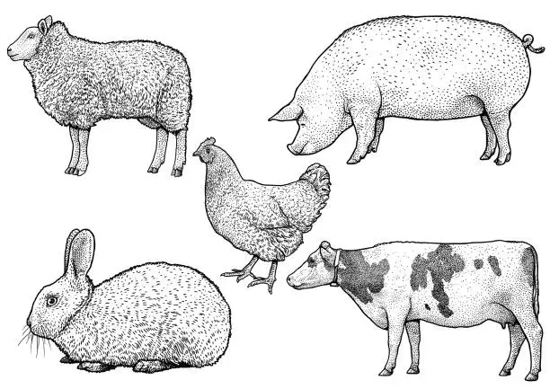 Vector illustration of Farm animals illustration, drawing, engraving, line art, realistic, vector