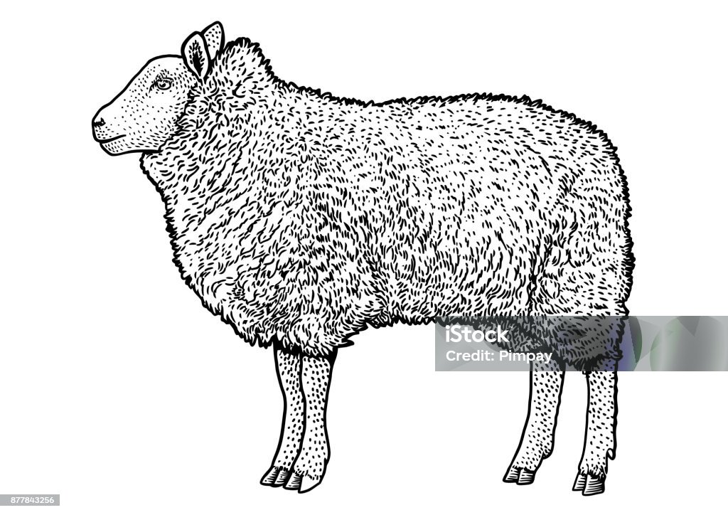 Sheep illustration, drawing, engraving, line art, realistic, vector Illustration, what made by ink, then it was digitalized. Sheep stock vector