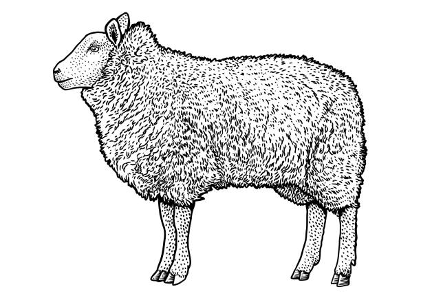 Sheep illustration, drawing, engraving, line art, realistic, vector Illustration, what made by ink, then it was digitalized. sheep illustrations stock illustrations