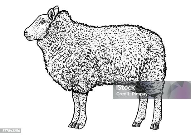 Sheep Illustration Drawing Engraving Line Art Realistic Vector Stock Illustration - Download Image Now
