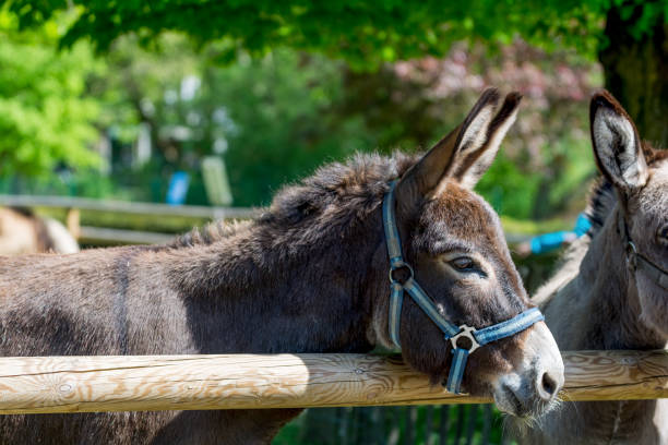 istock Brown mule leaning head on fence 877843412