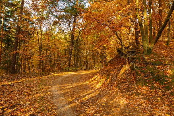 istock Tricity Landscape Park 877846980