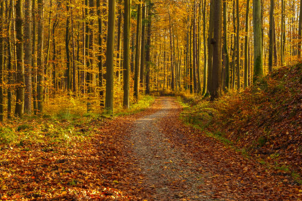 istock Tricity Landscape Park 877847214