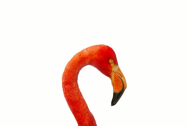 istock Rosy Chilean flamingo at white  background 877850640