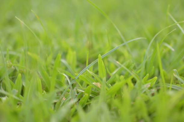 istock Close-up of grass on the pitch. (DOF Shallow) 877851120
